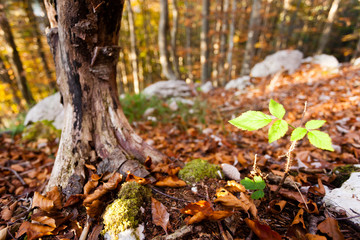 Wild plant leaf close up, autumn background.