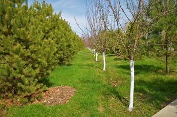 
Planted Harm Fruit Trees