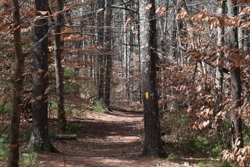shaded wooded brown forest path