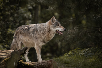 Grauwolf / Europäischer Wolf  in schöner Natur Canis lupus HQ 300DPI