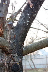 Naklejka premium Apple tree disease black cancer on the bark of an apple tree.