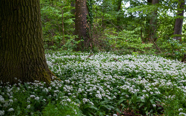 Blühender Bärlauch im Frühlingswald | Allium ursinum | flowering wild garlic / ramsons in spring forest | Standort: Baden-Württemberg, Deutschland | Loc: Germany