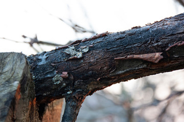 Apple tree disease apple tree bark damaged by black cancer