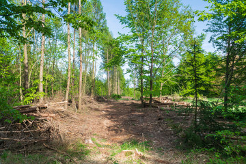 Forest area cleared after bark beetle infestation and drought