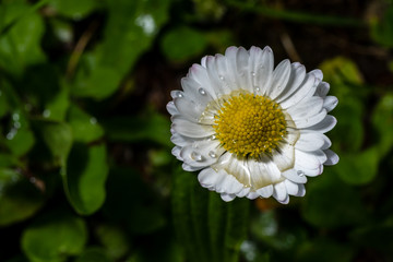 G&auml;nsebl&uuml;mchen