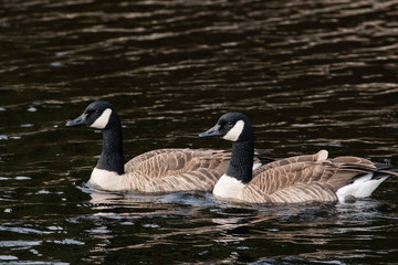 Canada Geese Swimming in Pond