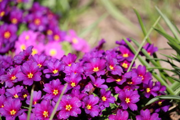 Fototapeta premium Purple primrose blooming on a flowerbed, selective focus. Spring flowers with green grass in sunny day