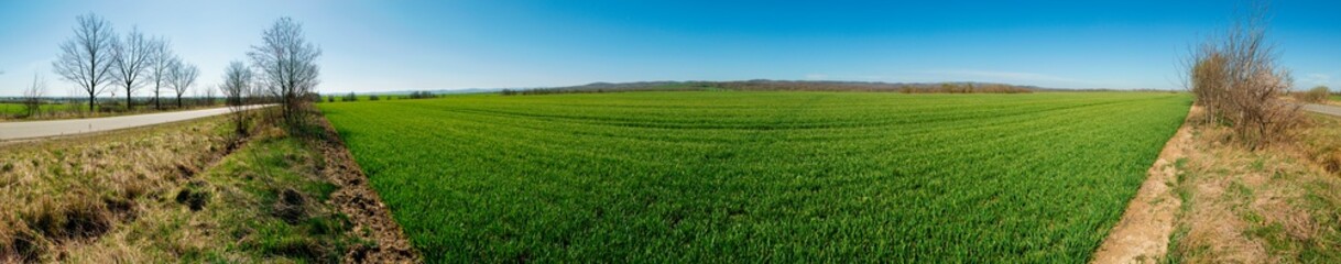 Field of young wheat. Background of green grass on a sunny spring day