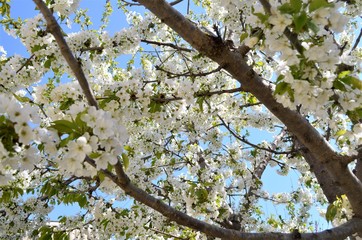 
Flowering fruit trees