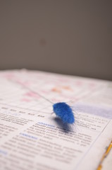 Fluffy Thing on Newspaper