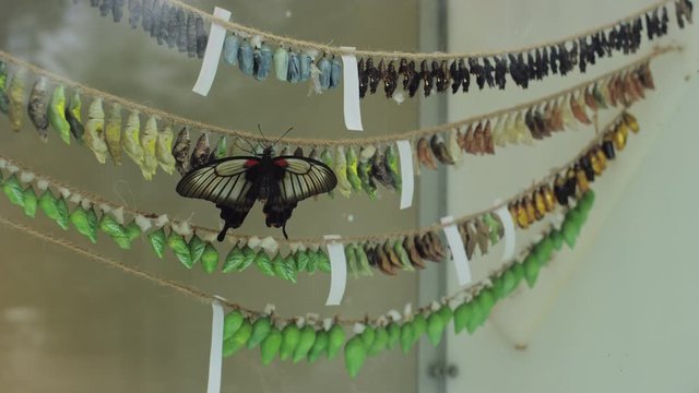 Full grown butterfly by pupa chrysalis cocoon suspended in transition phase
