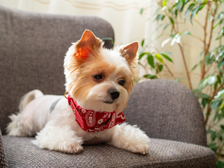 Cute puppy dog biewer Yorkshire terrier with red collar at home