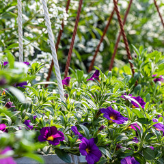 Obraz na płótnie Canvas white and purple flowers in pots with green leaves in greenhouse