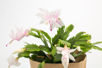 Flowering Schlumbergera. A flowering Christmas cactus houseplant on a white isolated background.
