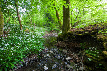 Fototapeta premium Blühender Bärlauch im Frühlingswald am Bach | Allium ursinum | flowering wild garlic / ramsons in spring forest next to creek | Standort: Baden-Württemberg, Deutschland | Loc: Germany