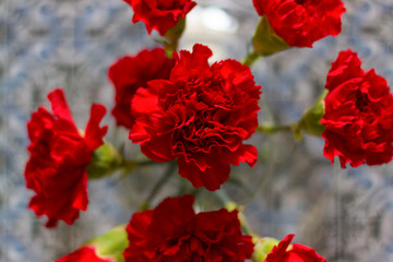 Top view of red carnations