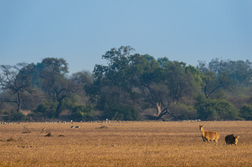 Fototapeta na wymiar nilgai or blue bull or Boselaphus tragocamelus Largest Asian antelope in landscape scenery background in wetland of keoladeo national park or bharatpur bird sanctuary, rajasthan, india