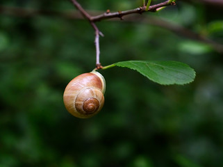 snail on leaf