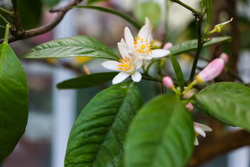 White flowers