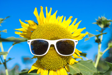 Sun flower isolated in blue background