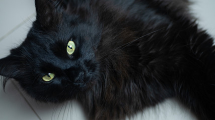 Czarny długowłosy kot.