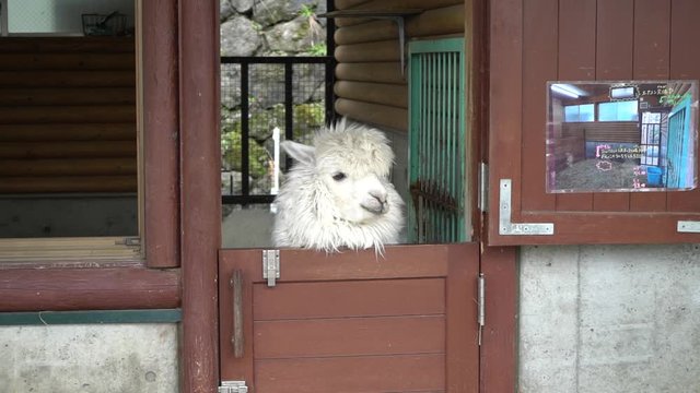 Alpaca showing his face from the hut