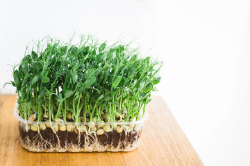 Micro peas close upon white background. Micro green superfood.