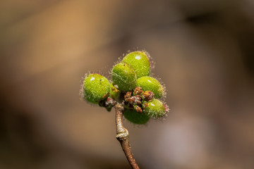 bud of a tree