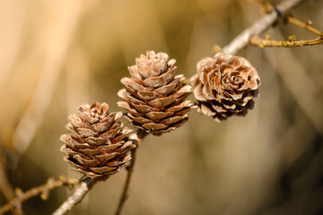 European larch branch with seed cones in spring