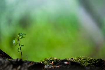 Little tree plant growing at damp green forest mossy rock. Nature ecology concept fresh background
