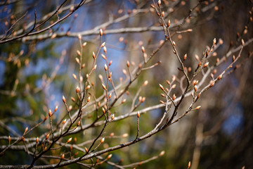 Leaf buds on tree branch in spring