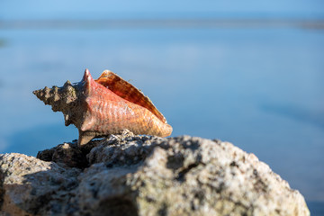 Conch