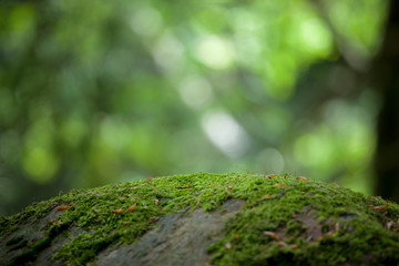 Moss covered rock at dense green mossy forest fresh nature woodland background