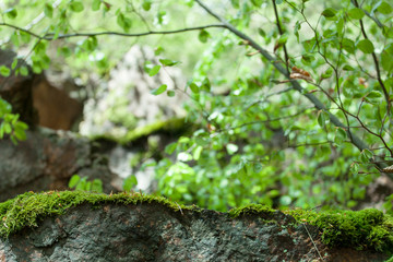 Moss covered rock at dense green mossy forest fresh nature woodland background