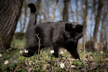 Black cat with yellow eyes in the woods