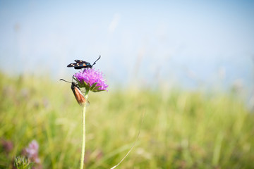 Scarlet tiger moth on clover flower close up.