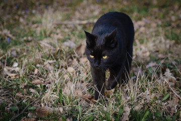 Naklejka na ściany i meble Black cat with yellow eyes in the woods