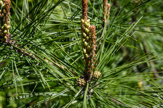 Close-up of young long shoots on pine Pinus densiflora Umbraculifera with females cones 2th year. Sunny day in spring garden. Nature concept for design. Selective focus