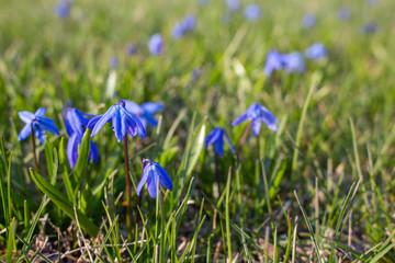 little blue spring flowers