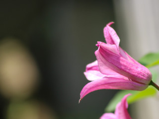 close up of pink flower