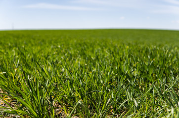 Young wheat seedlings growing on a field in a black soil. Spring green wheat grows in soil. Close up on sprouting rye on a agriculture field in a sunny day. Sprouts of rye. Agriculture.