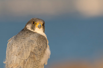 A northern peregrine falcon (Falco peregrinus calidus) close up portrait, in Catalonia, in the Ebro Delta Natural Park.