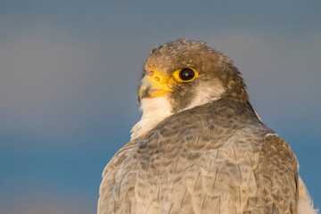 A northern peregrine falcon (Falco peregrinus calidus) close up portrait, in Catalonia, in the Ebro Delta Natural Park.