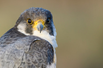 A northern peregrine falcon (Falco peregrinus calidus) close up portrait, in Catalonia, in the Ebro Delta Natural Park.