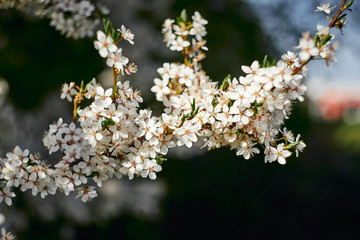 cherry tree blossom