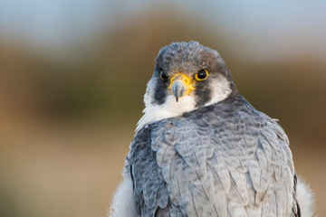 A northern peregrine falcon (Falco peregrinus calidus) close up portrait, in Catalonia, in the Ebro Delta Natural Park.