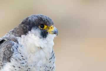 A northern peregrine falcon (Falco peregrinus calidus) close up portrait, in Catalonia, in the Ebro Delta Natural Park.
