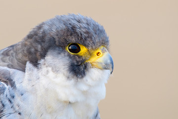 A northern peregrine falcon (Falco peregrinus calidus) close up portrait, in Catalonia, in the Ebro Delta Natural Park.