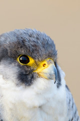 A northern peregrine falcon (Falco peregrinus calidus) close up portrait, in Catalonia, in the Ebro Delta Natural Park.