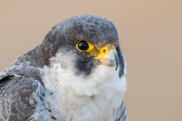 A northern peregrine falcon (Falco peregrinus calidus) close up portrait, in Catalonia, in the Ebro Delta Natural Park.
